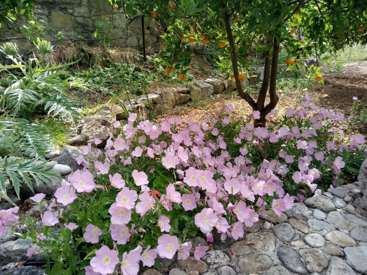 Sinoikismos Plakalona Muses Kalami 빌라 외부 사진